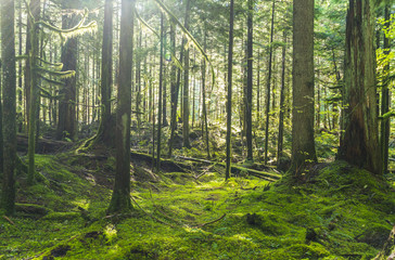 Obraz premium zielony las z promieniami słońca w dzień.