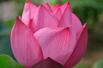 Fototapeta na wymiar lotus flower, Japan ハスの花　