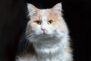 Frontal Portrait of a ginger white cat on a black background...