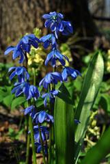 Scilla flowers blooming in spring sunny day
