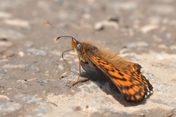 The heath fritillary (Melitaea athalia) On the ground
