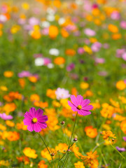 Fototapeta premium 色とりどりのコスモス