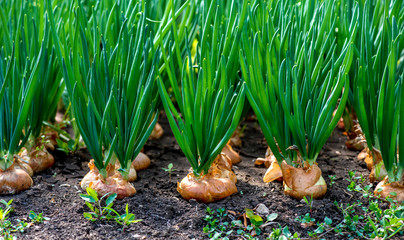 close-up of onion plantation in a hothouse - selective focus