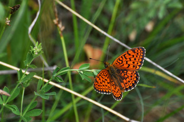 Twin-spot Fritillary butterfly, Brenthis hecate, butterfly in the grass