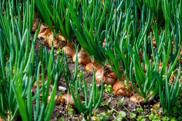 close-up of onion plantation in a hothouse - selective focus - obrazy, fototapety, plakaty