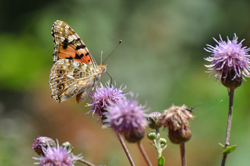 Painted Lady,Vanessa cardui, extracting nectar from an flower