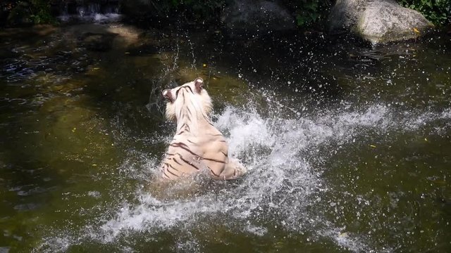 White Tiger Catching Meat During Feeding Time in Zoo