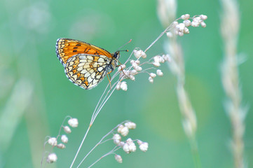 The heath fritillary (Melitaea athalia) on wild grass with beautiful green background.
