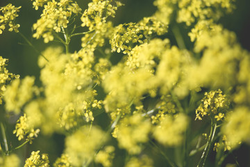 Yellow field, perfect for greeting cards , presentations texts, fonts and your other goals. 