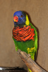 TIERE_2292_Papagei_Lori_Breitbindenlori