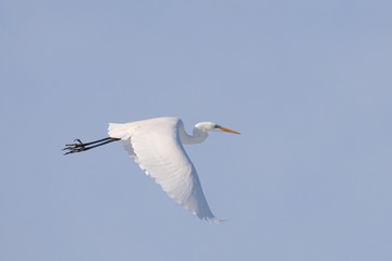 Great White Egret Egretta alba in flight on blue sky