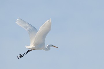 Great White Egret Egretta alba in flight on blue sky