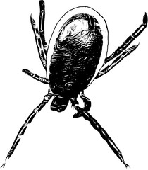 tick