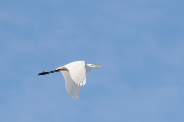 The Flying White Egret in the blue sky