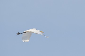 Great white egret Egretta alba in flight