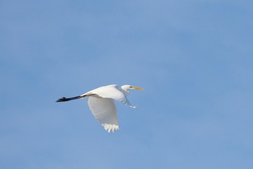 Great White Egret Egretta alba in flight on blue sky