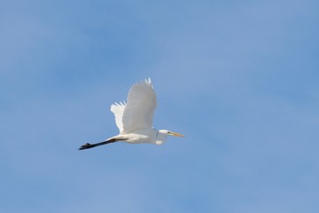 Great White Egret Egretta alba in flight on blue sky