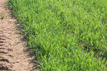 Campo di frumento illuminato dal sole in primavera
