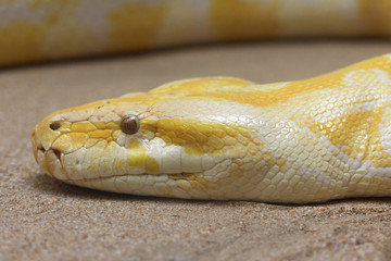 Obraz premium TIERE_2321_dunkler_Tigerpython