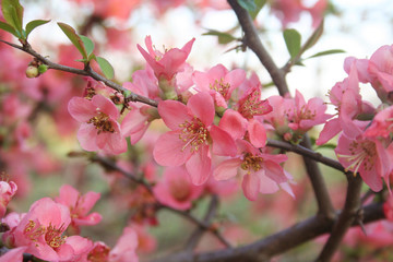 Plakat Sfondo di primavera. Fiori rosa su ramo