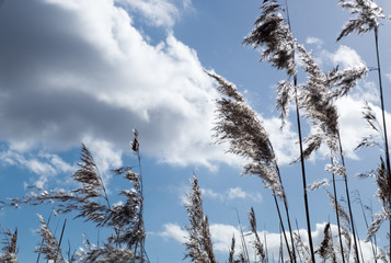 Reed brooms on sky background