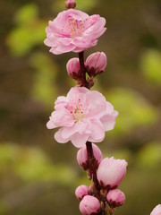 Obraz premium 桃の花