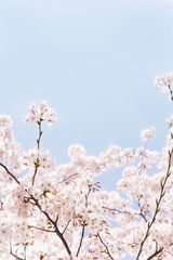 桜　晴天　青空