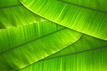 The leaves of the banana tree Textured abstract background