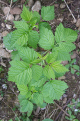 Pianta di Lampone in giardino. Rubus idaeus