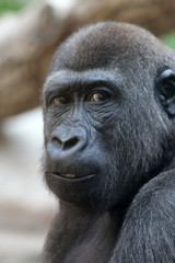 TIERE_2105_Affe_Gorilla