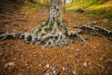 big tree root