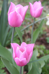 Tulipani rosa in giardino. Fuoco selettivo.