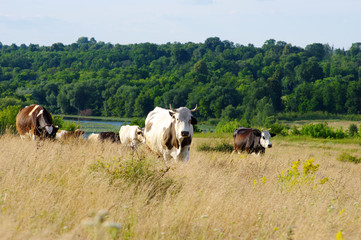 Cows grazing on a field