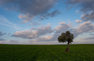 Fototapeta na wymiar Lonely Olive tree in a green field and moving clouds