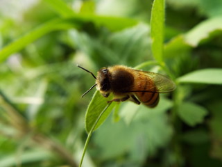 ミツバチ honeybee