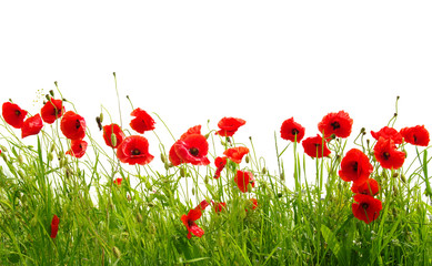Fototapeta premium czerwone maki na białym tle