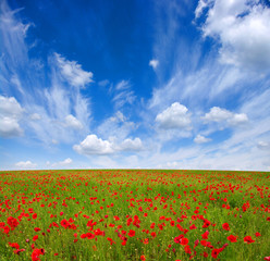 Red poppies on field