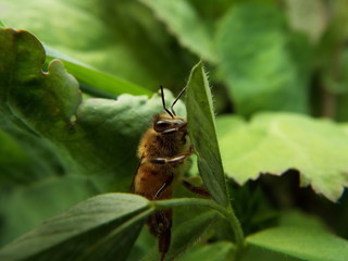 ミツバチ honeybee