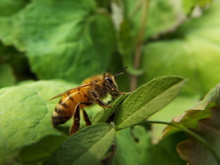 ミツバチ honeybee