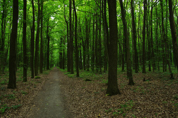 Trees in green forest