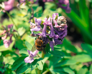 the bee collects honey from the purple flower