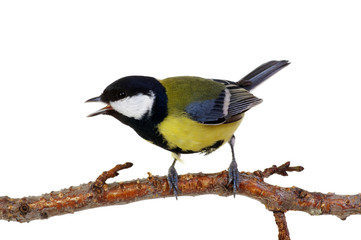 great tit on a branch