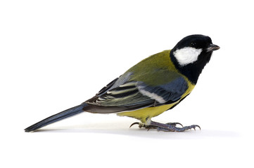 great tit, Parus major