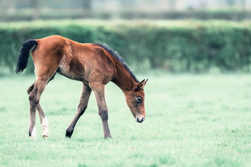 Cute foal walking in meadow with head down.