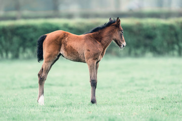 Adorable foal standing in spring meadow.