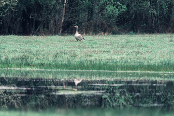 Obraz na płótnie Canvas Greylag goose standing in grass near pond.