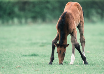 Cute foal with spread front legs grazing in meadow.