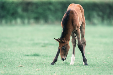 Naklejka na ściany i meble Cute foal with spread front legs grazing in meadow.