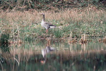 Greylag goose standing in grass at edge of pond.