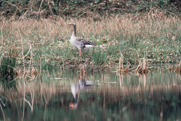 Obraz na płótnie Canvas Greylag goose standing in grass at edge of pond.